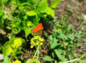 Lycaena ochimus (Alevli ateşgüzeli) – Yasin Çalışkan, Konya