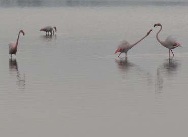 Phoenicopterus roseus (Flamingo) – Ahmet Güngör, İzmir