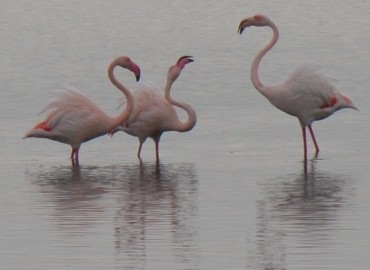 Phoenicopterus roseus (Flamingo) – Ahmet Güngör, İzmir