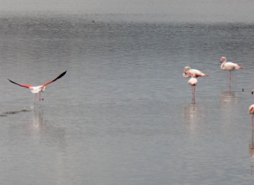 Phoenicopterus roseus (Flamingo) – Ahmet Güngör, İzmir