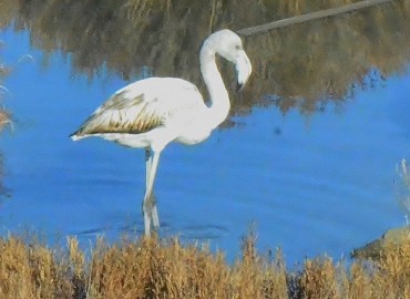 Phoenicopterus roseus (Flamingo) – Ahmet Güngör, İzmir