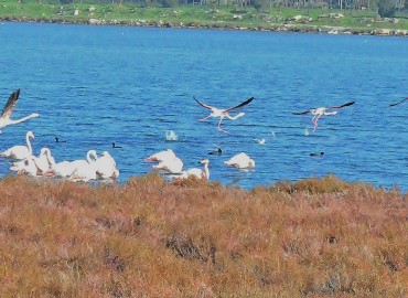 Phoenicopterus roseus (Flamingo) – Ahmet Güngör, İzmir