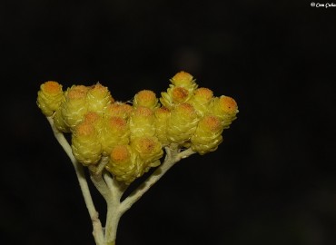 Helichrysum orientale  (L.) Gaertn