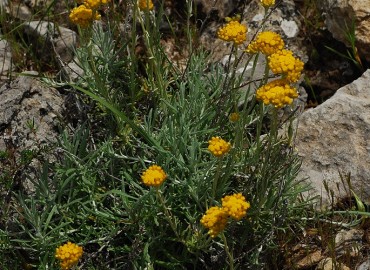 Helichrysum stoechas subsp. barrelieri  (Ten.) Nyman