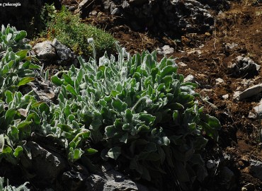 Hieracium pannosum BOISS.