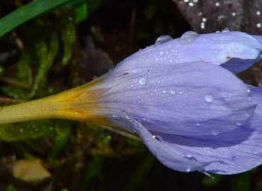 Crocus speciosus subsp. xantholaimos