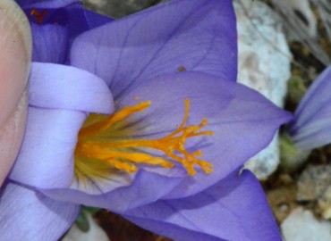 Crocus cancellatus subsp. mazziaricus
