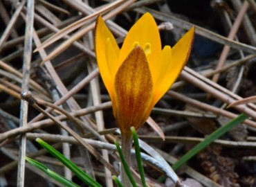 Crocus sipyleus (Sinonim: C. chrysanthus subsp. sipyleus)