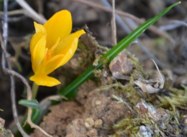 Crocus flavus subsp. dissectus