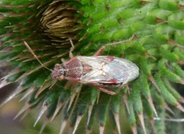 Liorhyssus hyalinus (Fabricius, 1794)