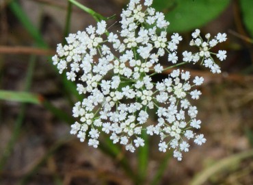 Pimpinella peregrina