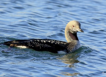 Gavia arctica