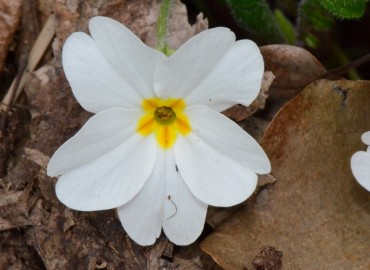 Primula acaulis subsp. acaulis (Çuhaçiçeği) – Ahmet Güngör, Samsun