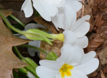 Primula acaulis subsp. acaulis (Çuhaçiçeği) – Ahmet Güngör, Samsun