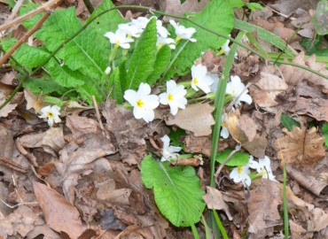 Primula acaulis subsp. acaulis (Çuhaçiçeği) – Ahmet Güngör, Samsun
