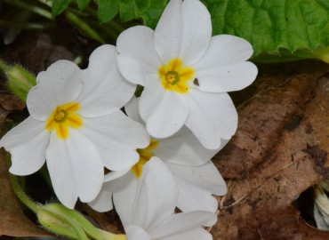 Primula acaulis subsp. acaulis (Çuhaçiçeği) – Ahmet Güngör, Samsun