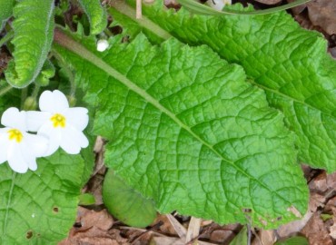 Primula acaulis subsp. acaulis (Çuhaçiçeği) – Ahmet Güngör, Samsun