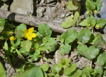 Lysimachia nummularia (Yer Kargaotu) – Ahmet Güngör, Bursa