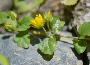 Lysimachia nummularia (Yer Kargaotu) – Ahmet Güngör, Bursa