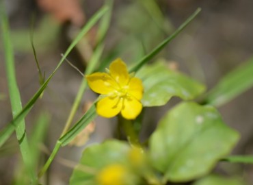 Lysimachia nummularia (Yer Kargaotu) – Ahmet Güngör, Bursa