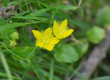 Lysimachia nummularia (Yer Kargaotu) – Ahmet Güngör, Bursa