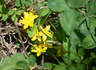Lysimachia nummularia (Yer Kargaotu) – Ahmet Güngör, Bursa