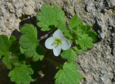 Veronica cymbalaria (Solgun Yavşanotu, Venüsçiçeği) – Ahmet Güngör, Antalya