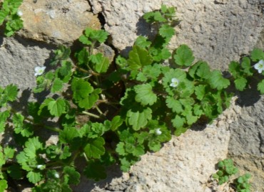 Veronica cymbalaria (Solgun Yavşanotu, Venüsçiçeği) – Ahmet Güngör, Antalya
