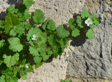 Veronica cymbalaria (Solgun Yavşanotu, Venüsçiçeği) – Ahmet Güngör, Antalya