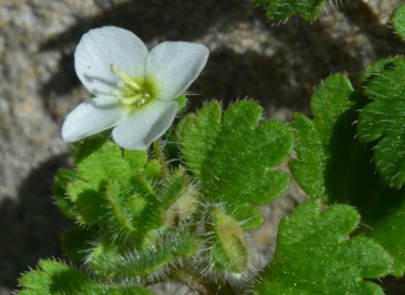Veronica cymbalaria (Solgun Yavşanotu, Venüsçiçeği) – Ahmet Güngör, Antalya