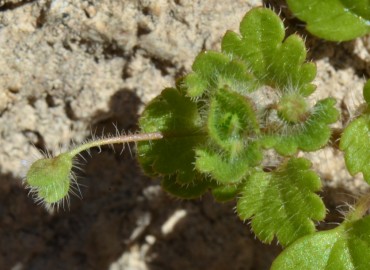 Veronica cymbalaria (Solgun Yavşanotu, Venüsçiçeği) – Ahmet Güngör, Antalya