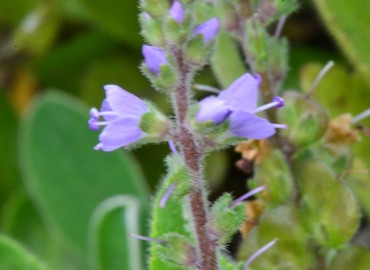 Veronica officinalis (Oropaçayı) – Ahmet Güngör, Ordu