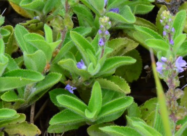 Veronica officinalis (Oropaçayı) – Ahmet Güngör, Ordu