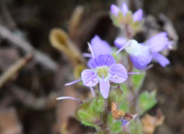 Veronica officinalis (Oropaçayı) – Ahmet Güngör, Ordu