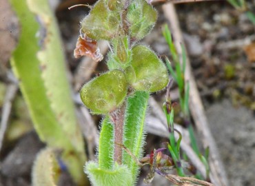 Veronica officinalis (Oropaçayı) – Ahmet Güngör, Ordu