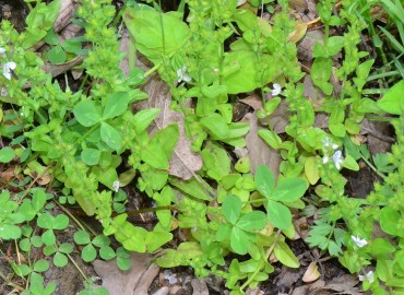 Veronica serpyllifolia (Güzelnane) – Ahmet Güngör, Samsun
