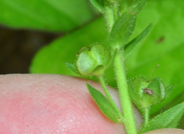 Veronica serpyllifolia (Güzelnane) – Ahmet Güngör, Samsun