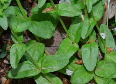 Veronica serpyllifolia (Güzelnane) – Ahmet Güngör, Samsun