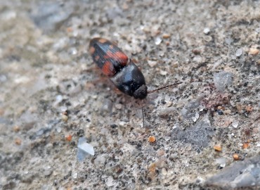 Drasterius bimaculatus (Rossi, 1790) (Bilinmiyor) – Tolga Coşkun, Sinop
