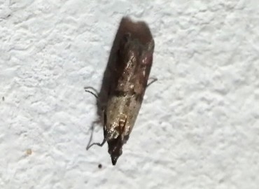 Plodia interpunctella (Hübner, [1813]) – Tolga Coşkun, İstanbul