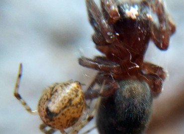 Parasteatoda tepidariorum (Ev Örümceği) – Tolga Coşkun, İstanbul