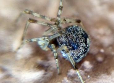 Parasteatoda tepidariorum (Ev Örümceği) – Tolga Coşkun, İstanbul