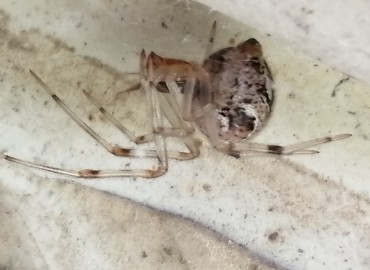 Parasteatoda tepidariorum (Ev Örümceği) – Tolga Coşkun, İstanbul