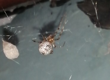 Parasteatoda tepidariorum (Ev Örümceği) – Tolga Coşkun, İstanbul