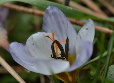 Crocus demirizianus O.Erol & L.Can