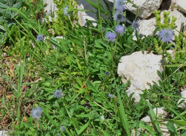 Globularia trichosantha-Köse Yayılımı