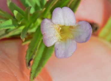 Gratiola officinalis L. (Fukaraotu, Çitotu, Hüdaverdi Otu) – Ahmet Güngör, Sinop
