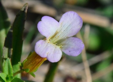 Gratiola officinalis L. (Fukaraotu, Çitotu, Hüdaverdi Otu) – Ahmet Güngör, Sinop