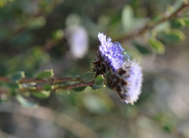 Globularia alypum