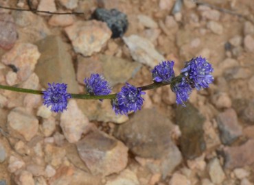 Globularia orientalis